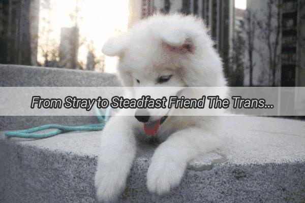 From Stray to Steadfast Friend The Transformational Journey of a Rescue Dog